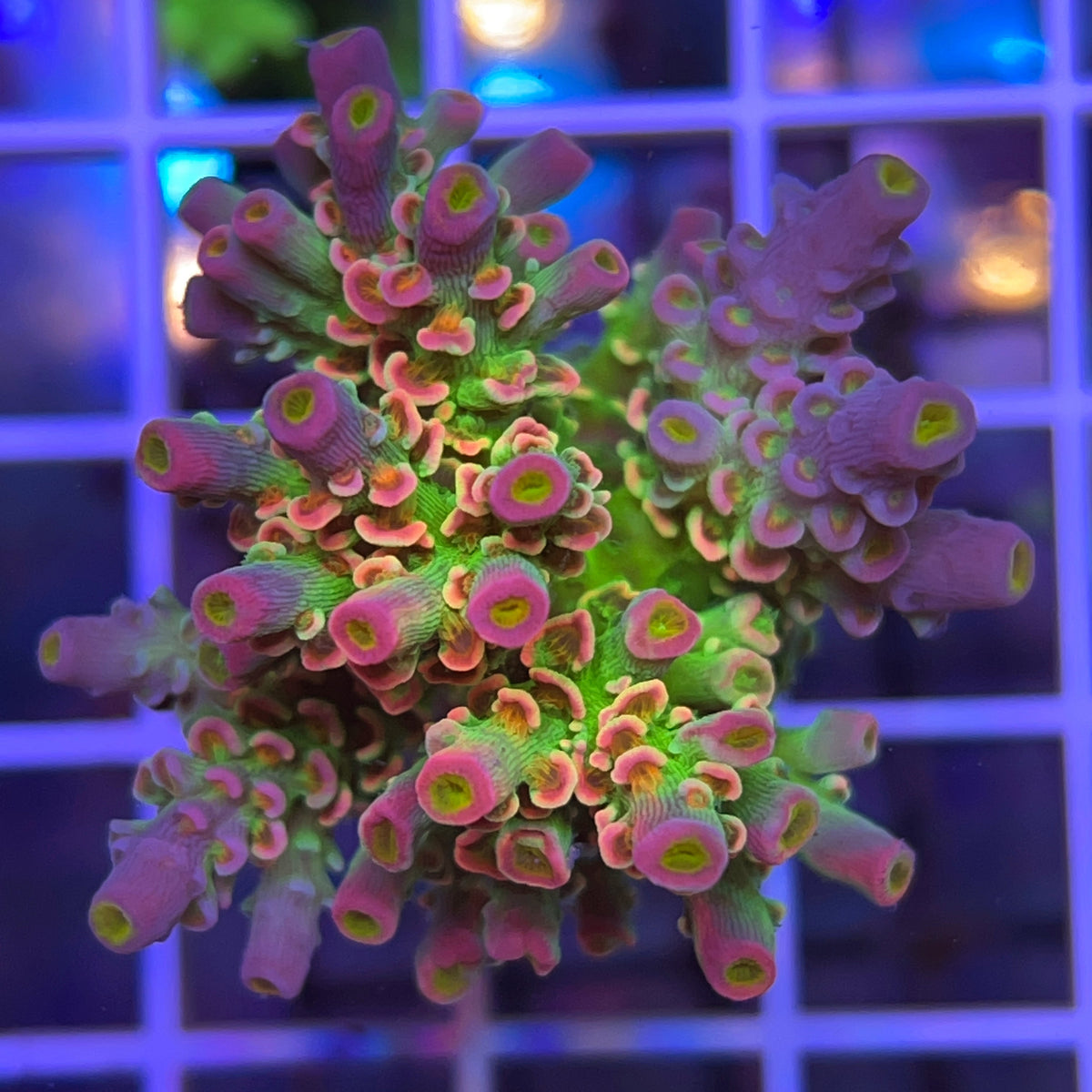 JF Homewrecker Acropora coral at Lazy's Coral House