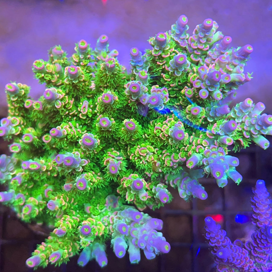 JF Homewrecker Acropora coral at Lazy's Coral House
