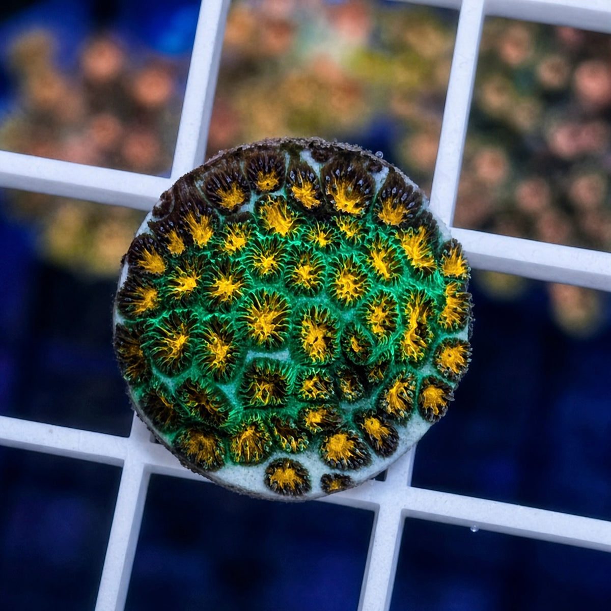 JF John Deere Cyphastrea - WYSIWYG coral at Lazy's Coral House