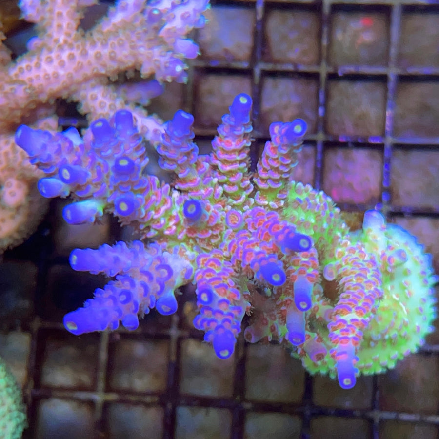 JF Jolt Acropora coral at Lazy's Coral House