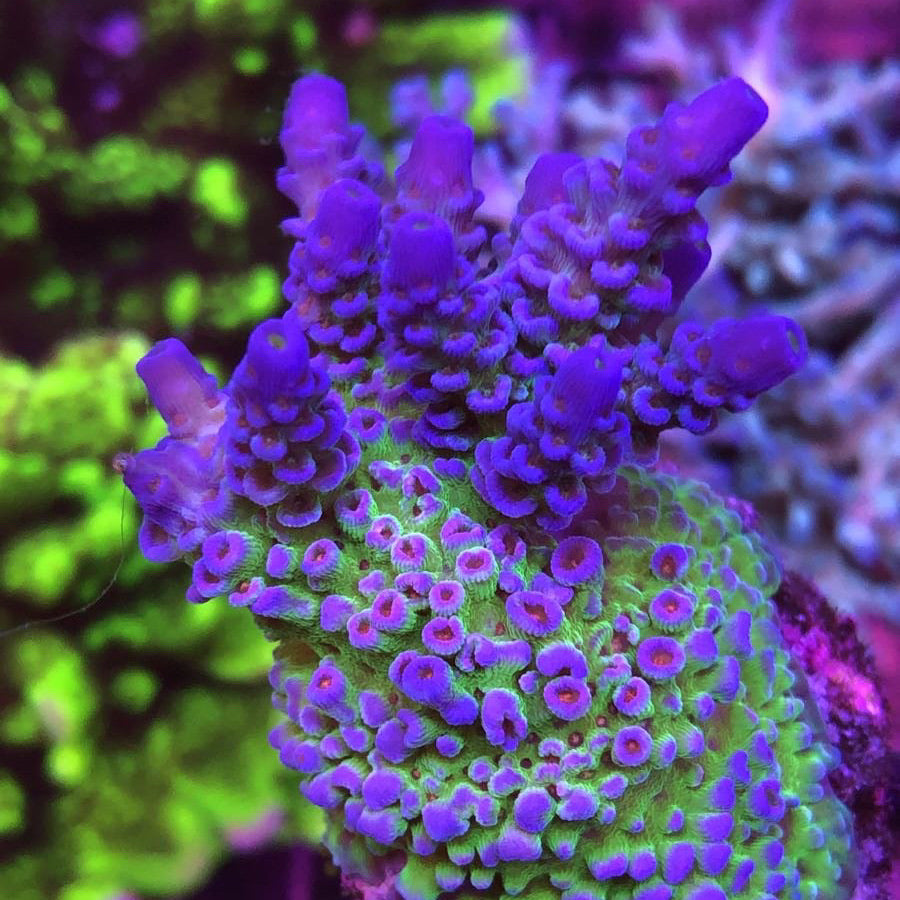 JF Jolt Acropora coral at Lazy's Coral House