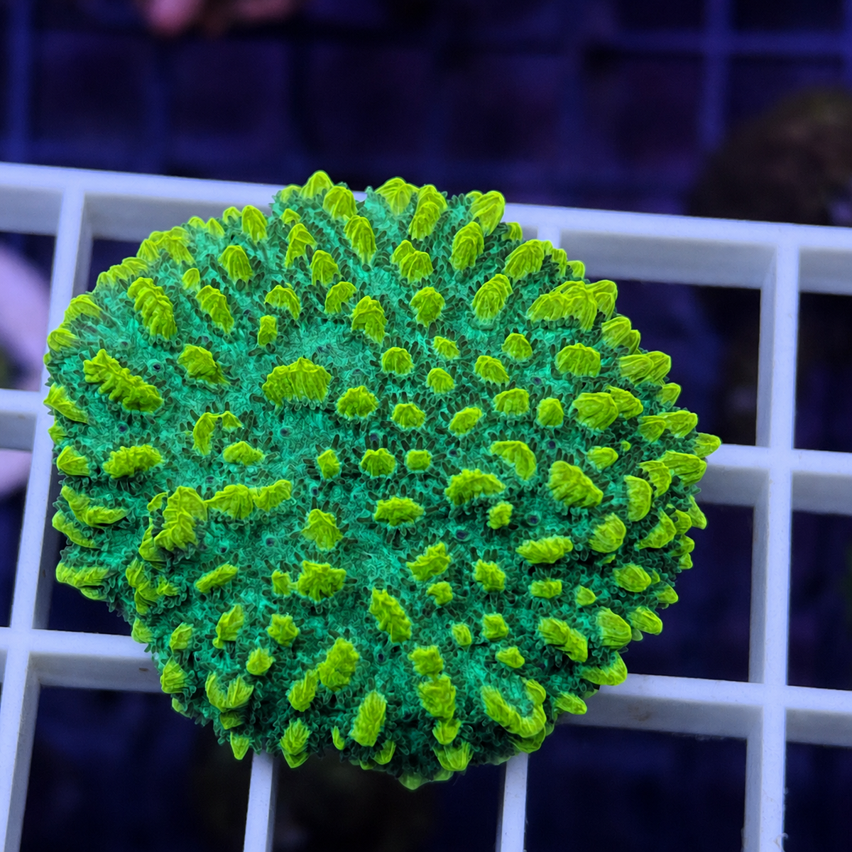 JF Lime Light Hydnophora - WYSIWYG coral at Lazy's Coral House.