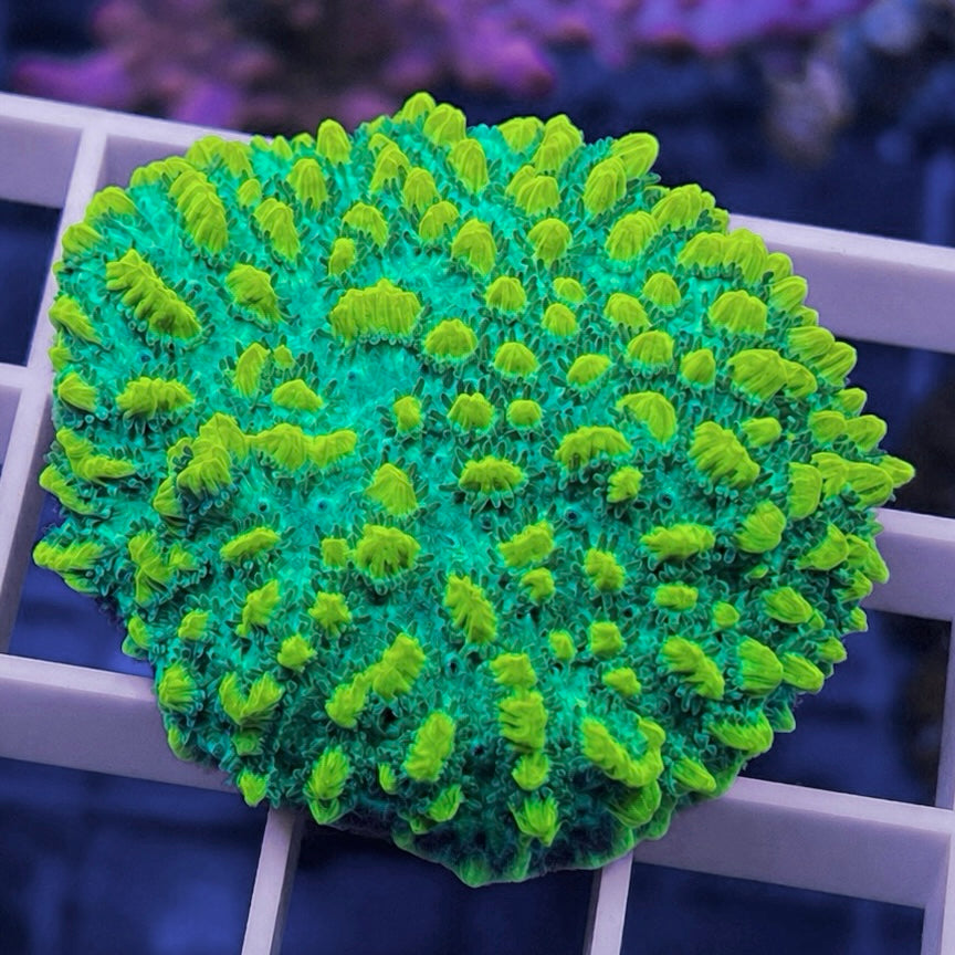 JF Lime Light Hydnophora - WYSIWYG coral at Lazy's Coral House.