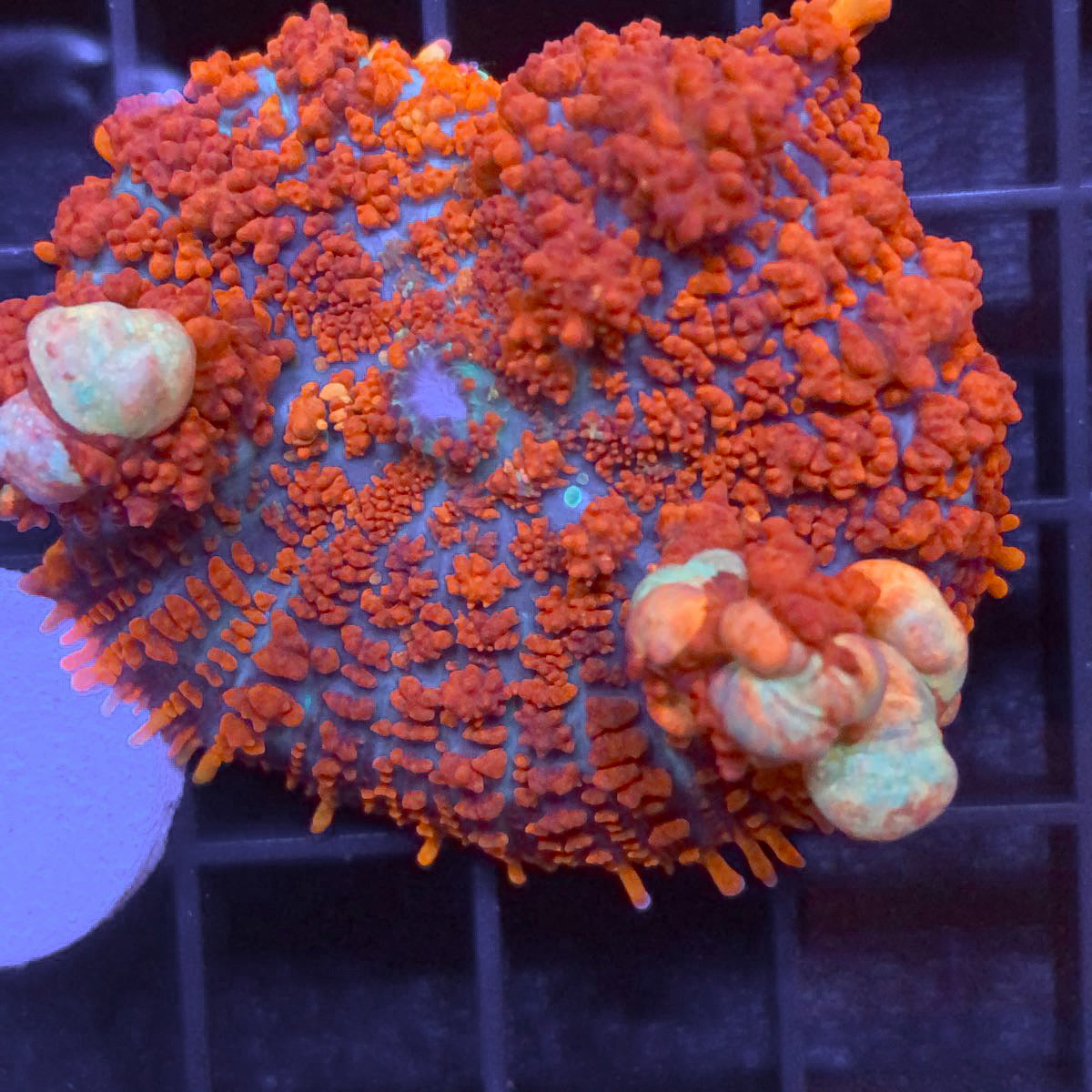 JF Raunchy Red Bounce Mushroom coral at Lazy's Coral House