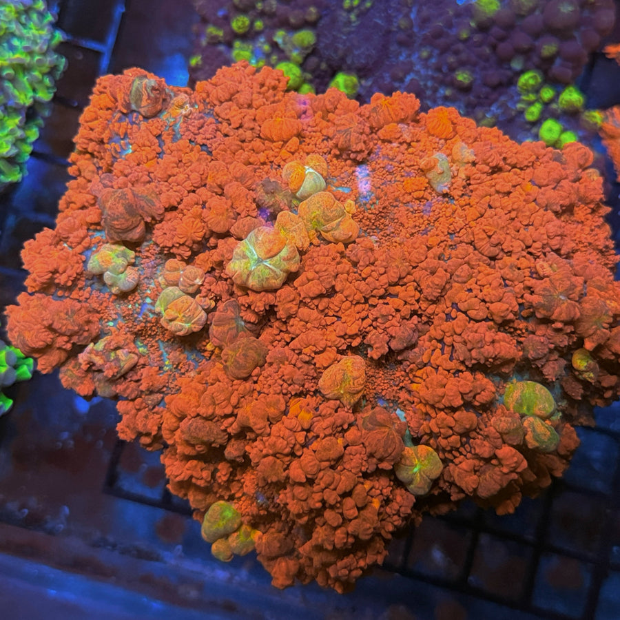 JF Raunchy Red Bounce Mushroom coral at Lazy's Coral House