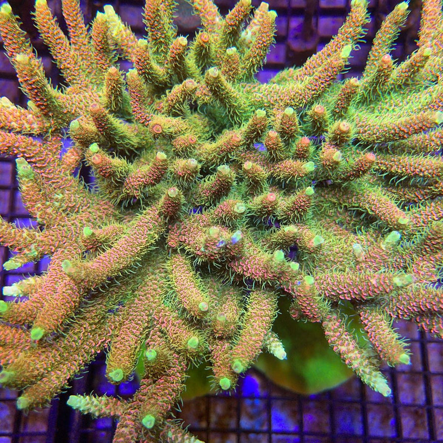 JF Solar Flare Acropora coral at Lazy's Coral House