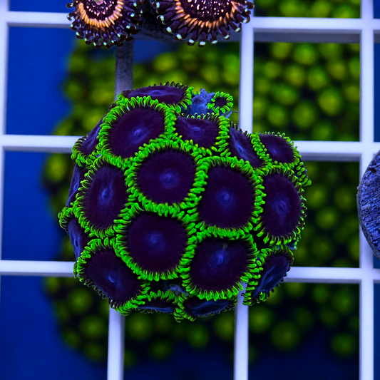Jokers Zoas - WYSIWYG coral at Lazy's Coral House.