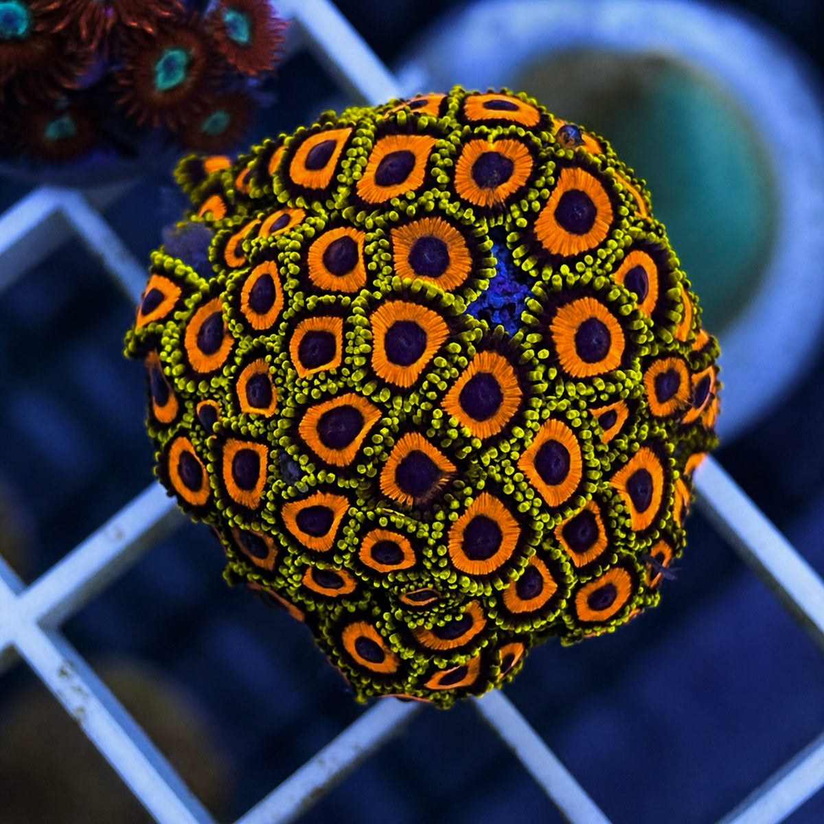 Jungle Juice Zoas - WYSIWYG coral at Lazy's Coral House