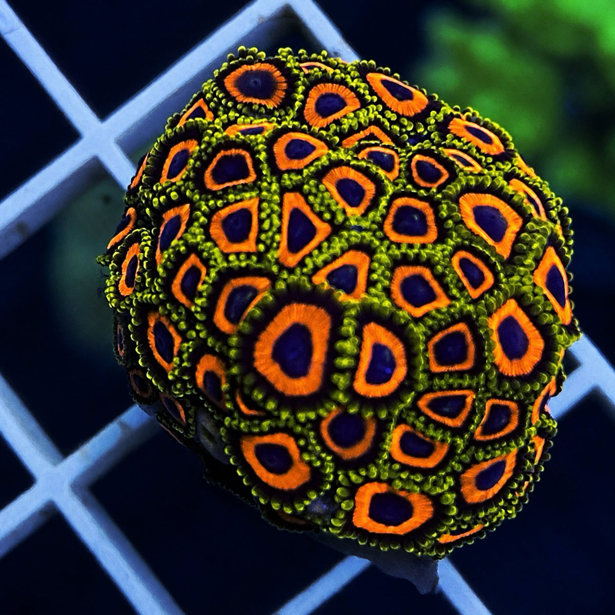 Jungle Juice Zoas - WYSIWYG coral at Lazy's Coral House