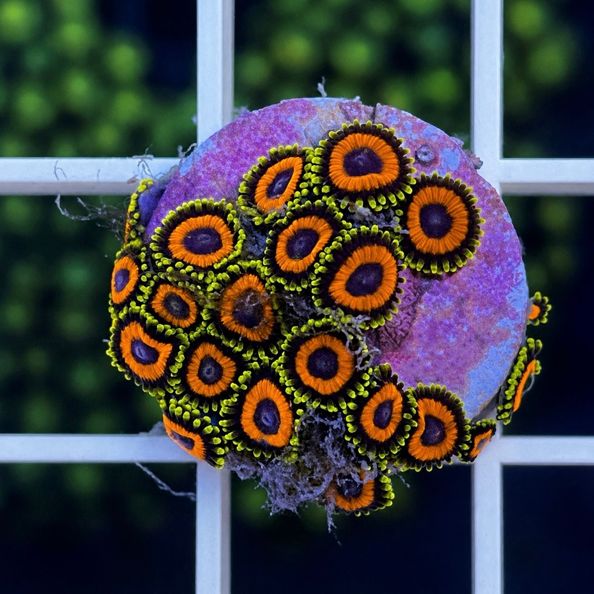 Jungle Juice Zoas - WYSIWYG coral at Lazy's Coral House.