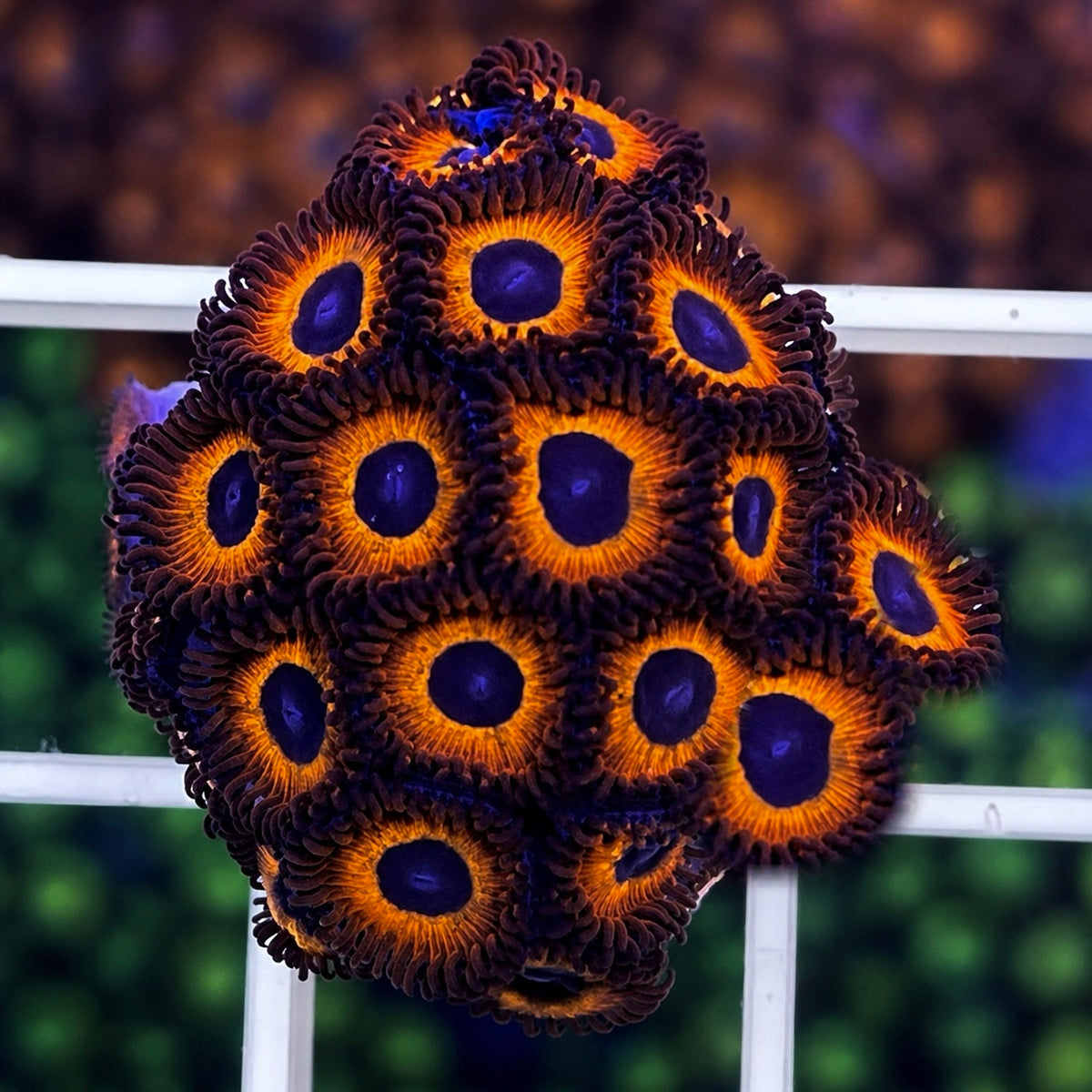 Kedds Reds Zoas - WYSIWYG coral at Lazy's Coral House.