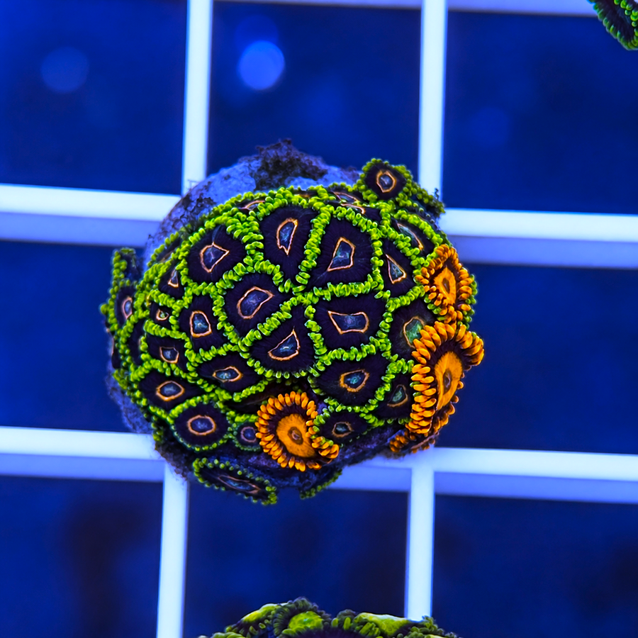 King Jawbreaker Hornet Zoa coral at Lazy's Coral House