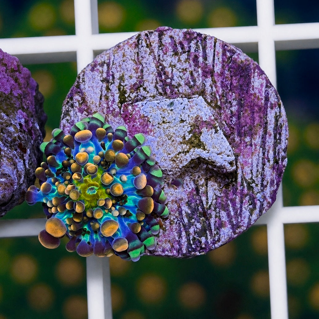 King Kong Bounce Mushroom - Just a baby - WYSIWYG coral at Lazy's Coral House.
