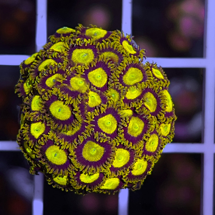 King Midas Zoas coral at Lazy's Coral House