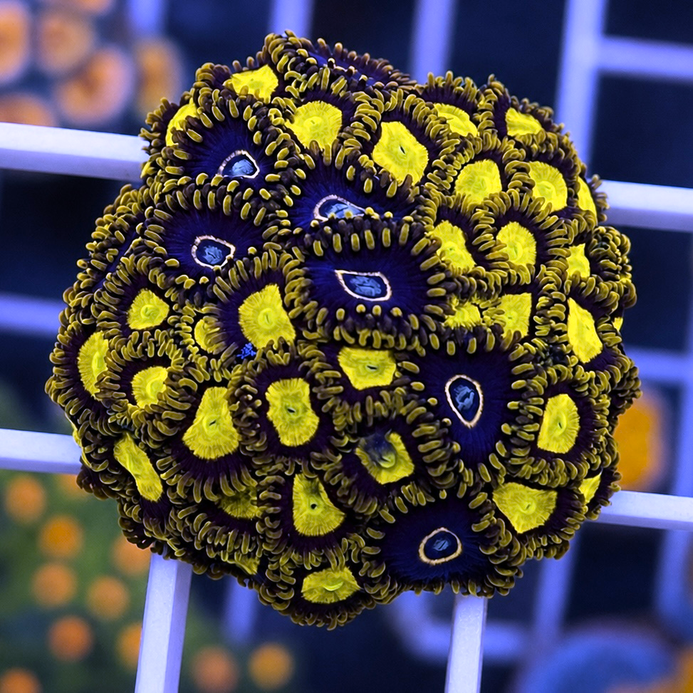 King Midas Zoas - Blue Hornet Mix coral at Lazy's Coral House.