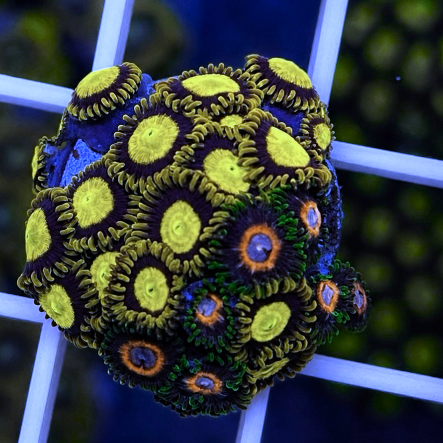 King Midas Zoas - Fairy Tales Mix - WYSIWYG coral at Lazy's Coral House.