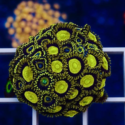 King Midas Zoas - WYSIWYG - Lakers Mix coral at Lazy's Coral House.
