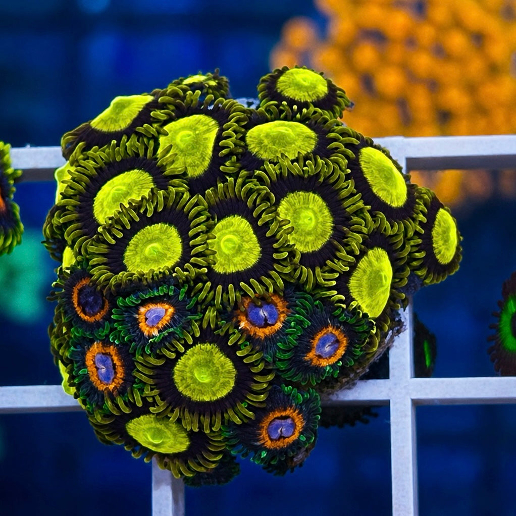 King Midas Zoas - WYSIWYG - mixed with Fairytails coral at Lazy's Coral House.