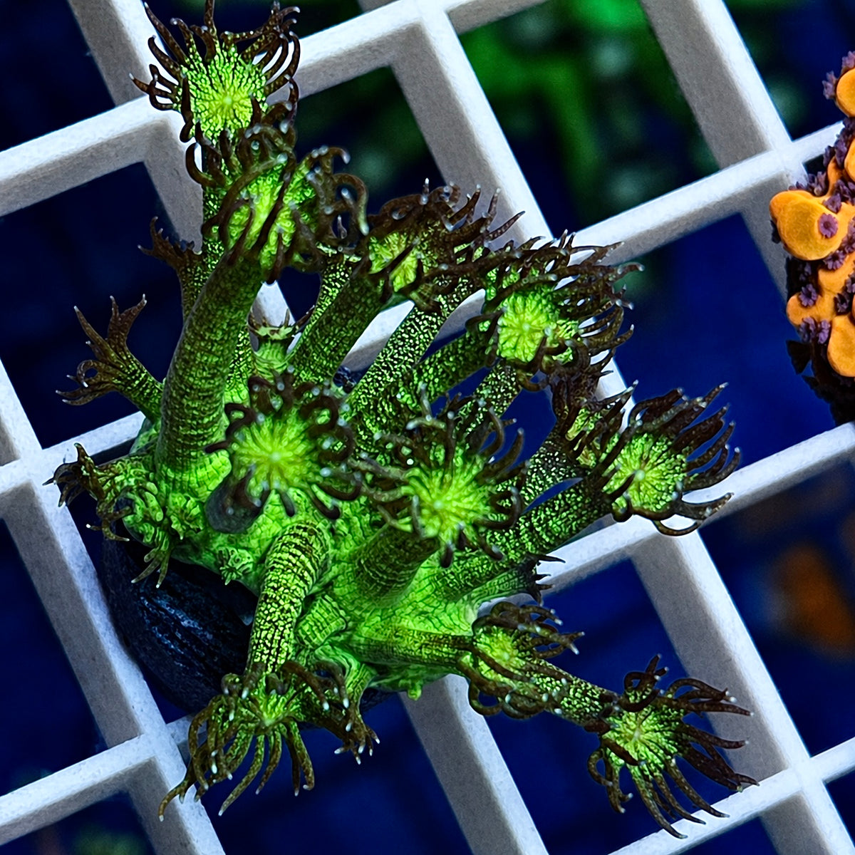 KP Green Glitter Bomb Goniopora - WYSIWYG coral at Lazy's Coral House.