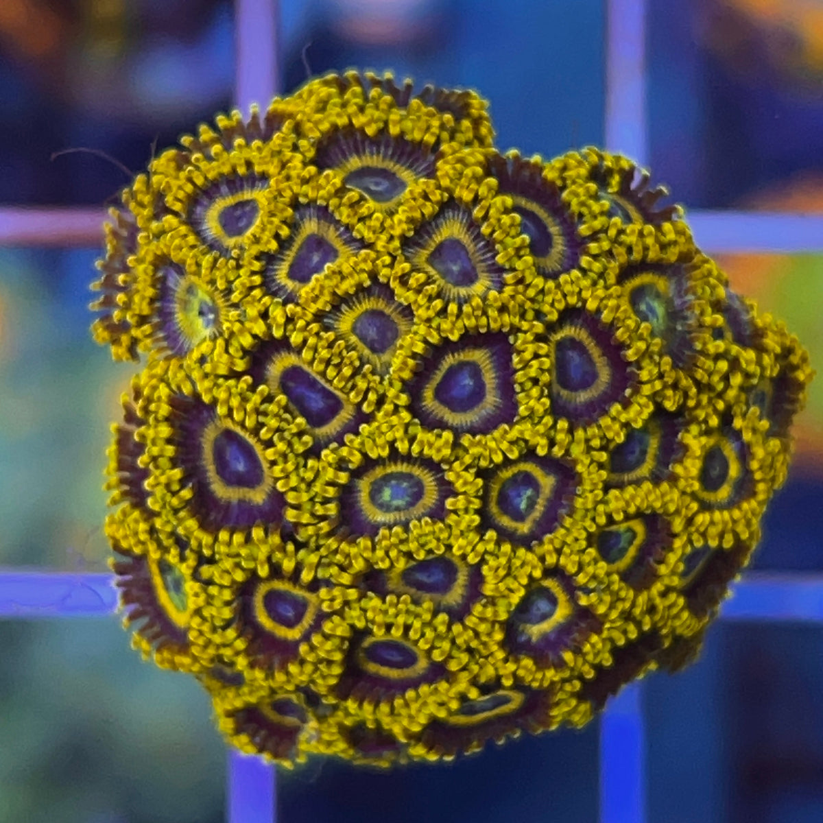 LA Lakers Zoas coral at Lazy's Coral House