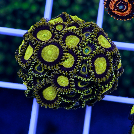 LA Lakers Zoas - Mix - WYSIWYG coral at Lazy's Coral House.