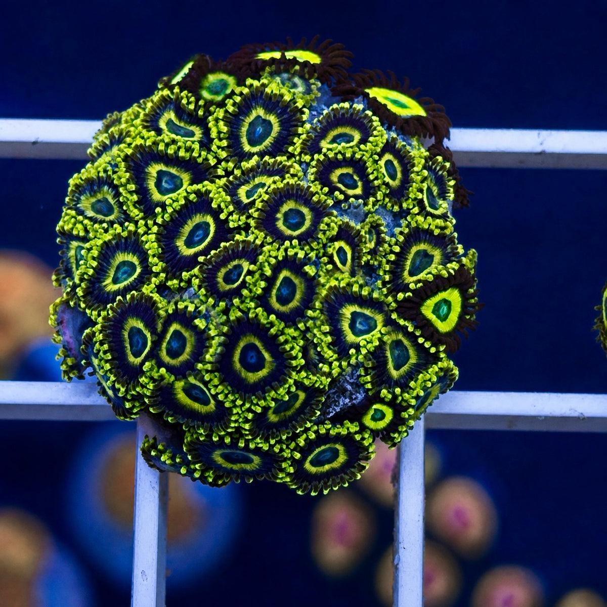 LA Lakers Zoas - WYSIWYG coral at Lazy's Coral House.