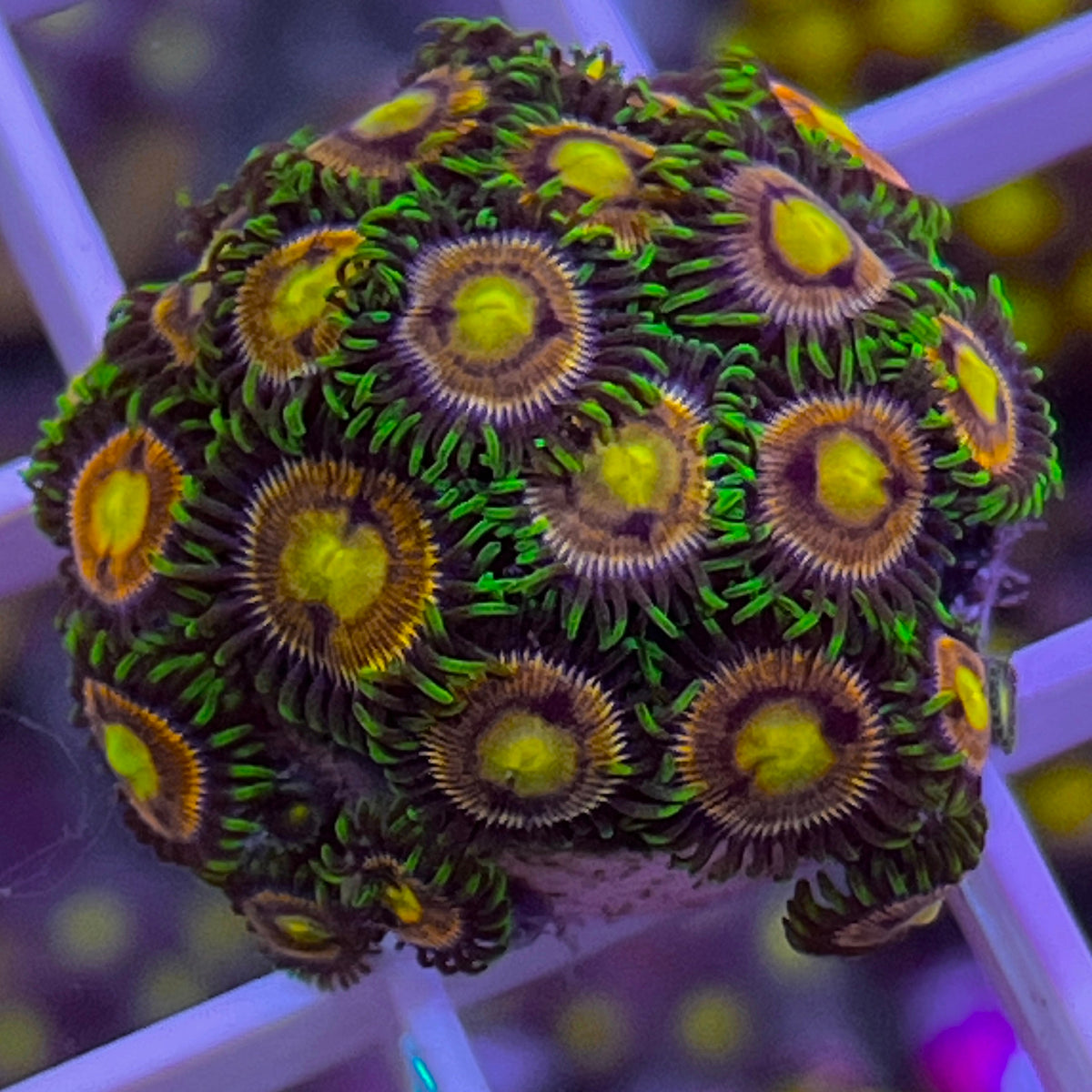 Laser Lemons Zoas coral at Lazy's Coral House