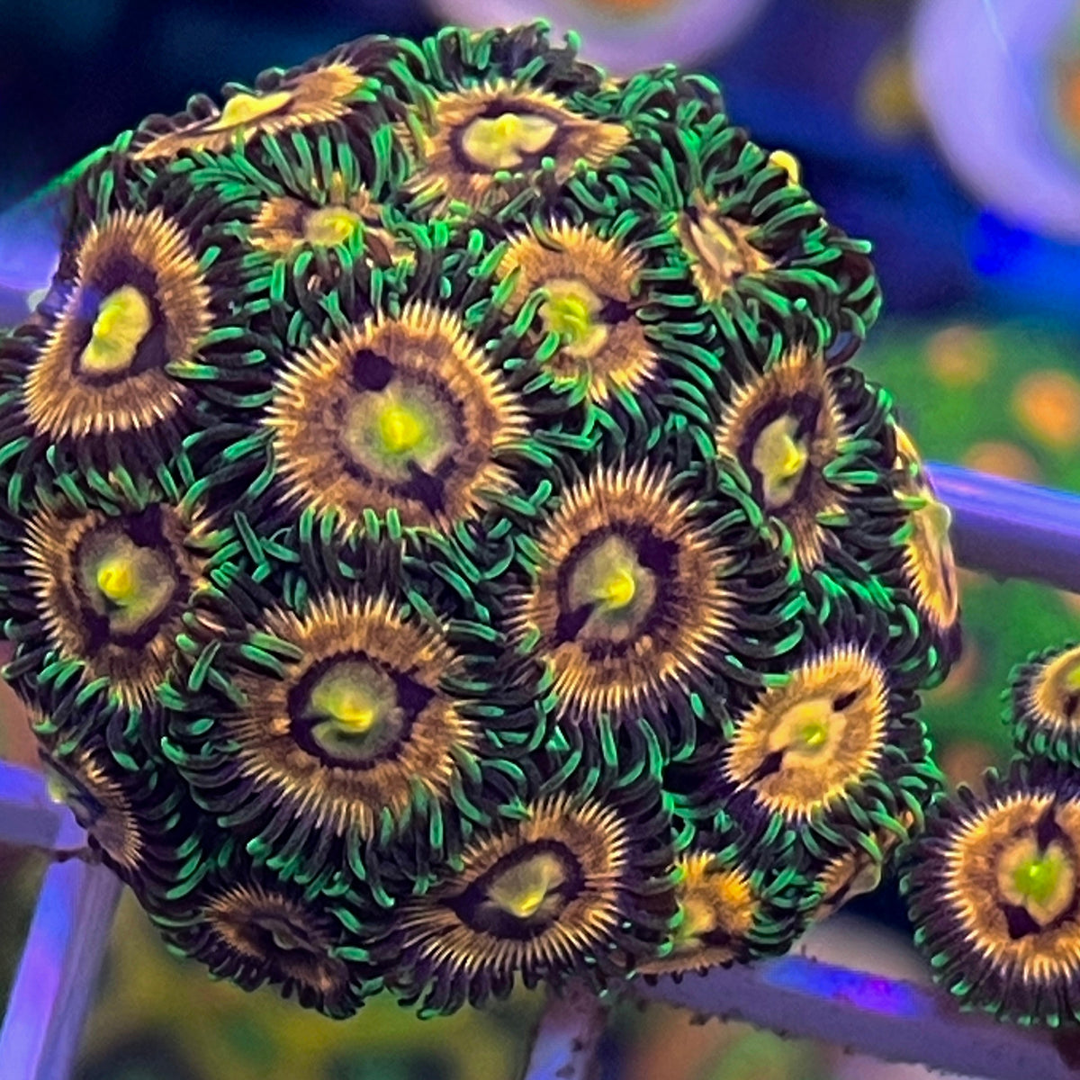 Laser Lemons Zoas coral at Lazy's Coral House
