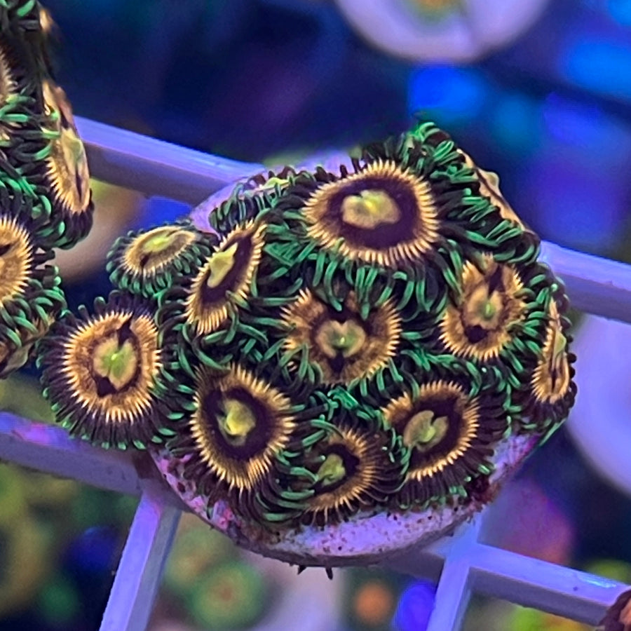 Laser Lemons Zoas coral at Lazy's Coral House