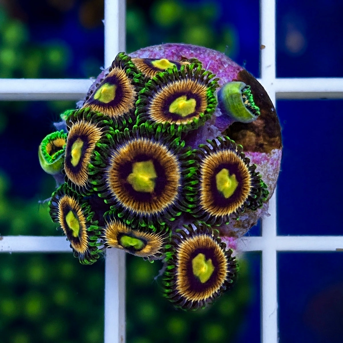 Laser Lemons Zoas - WYSIWYG coral at Lazy's Coral House.