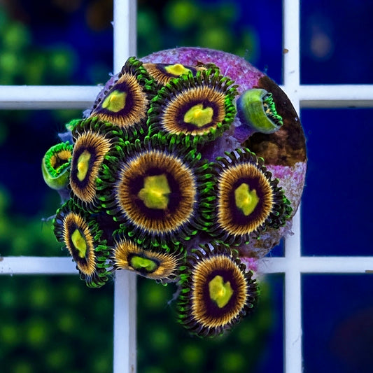 Laser Lemons Zoas - WYSIWYG coral at Lazy's Coral House.