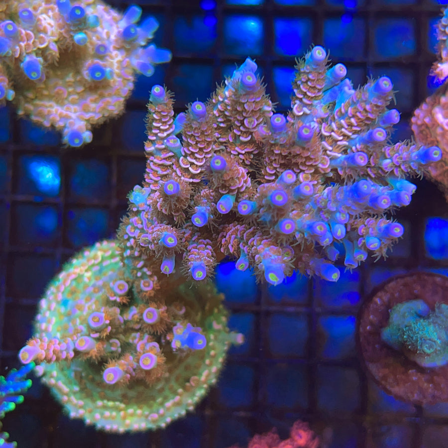 Lazy Light Acropora coral at Lazy's Coral House