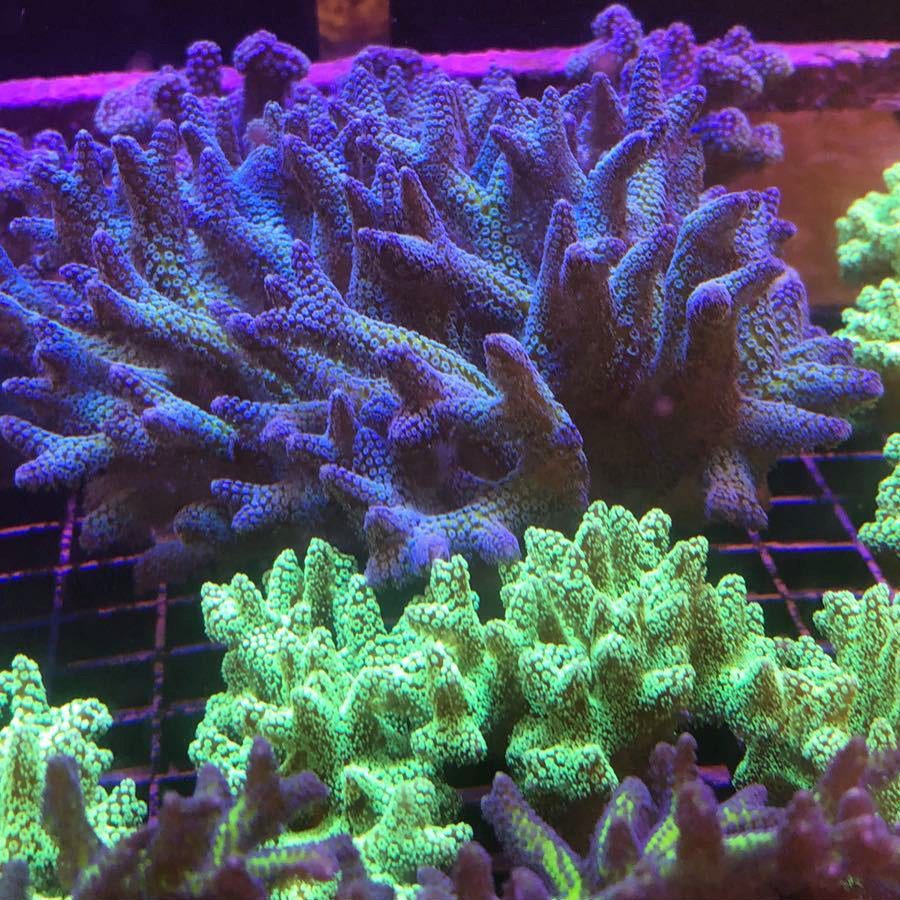Lazys Hybrid Blue Zing Birdsnest coral at Lazy's Coral House