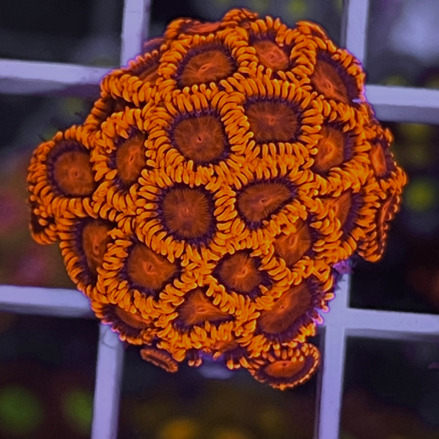 LCH BAM BAM Extreme Zoas coral at Lazy's Coral House