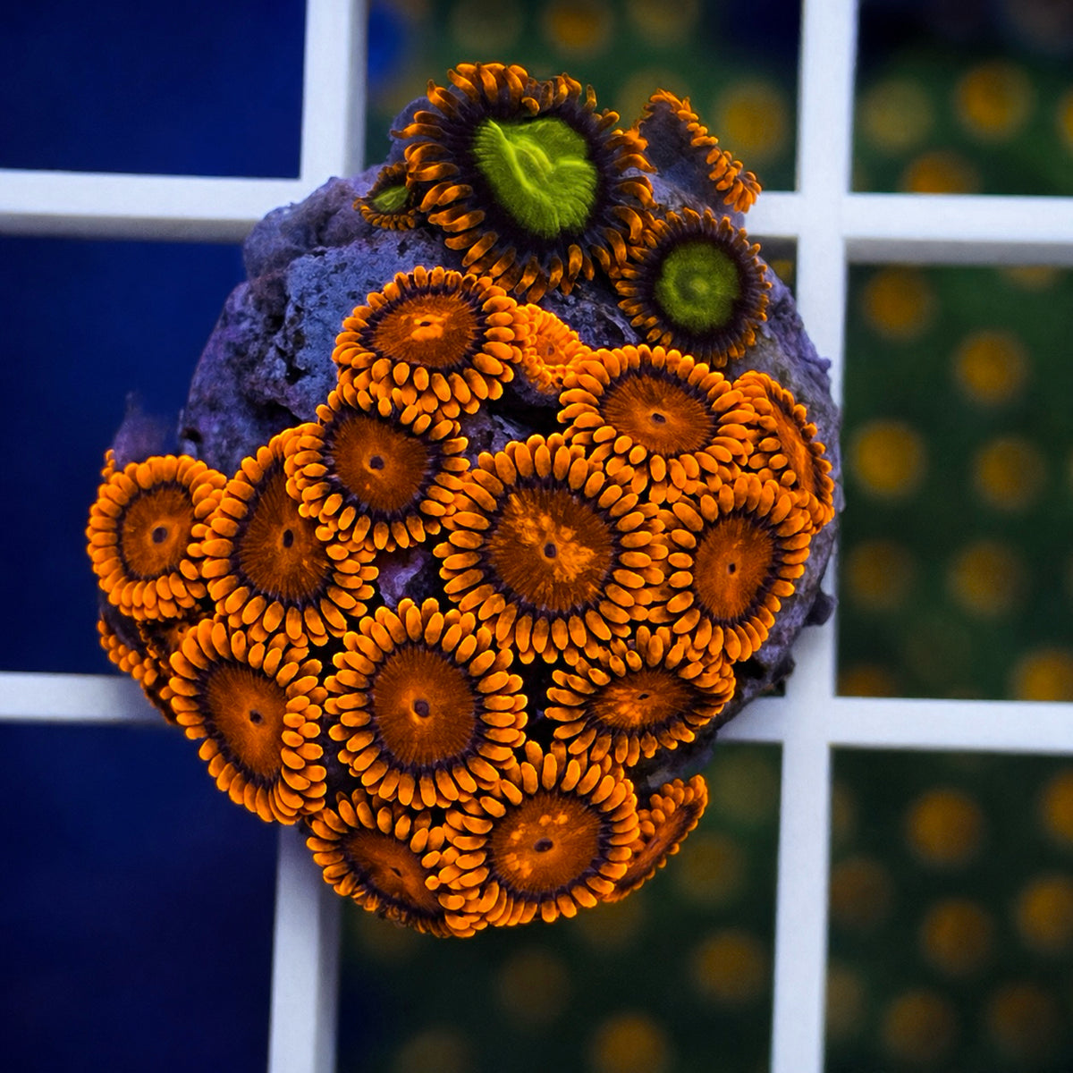 LCH BAM BAM Extreme Zoas - WYSIWYG coral at Lazy's Coral House.