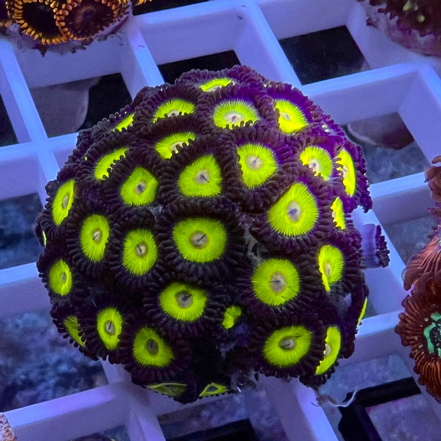 LCH Big Bird Zoas coral at Lazy's Coral House
