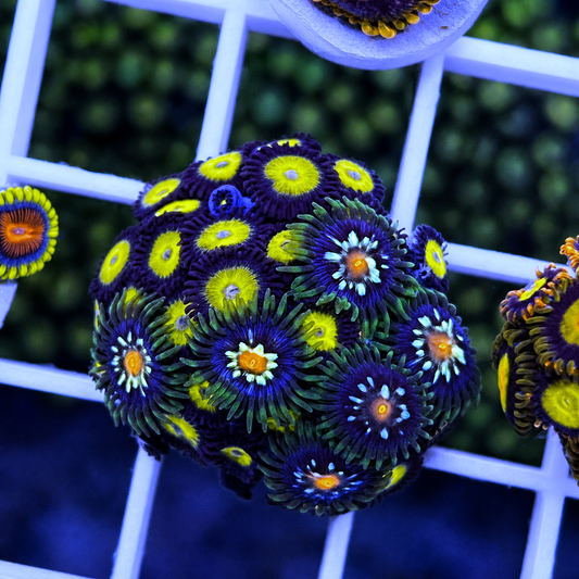 LCH Big Bird Zoas - Daisy Cutter Mix - WYSIWYG coral at Lazy's Coral House.