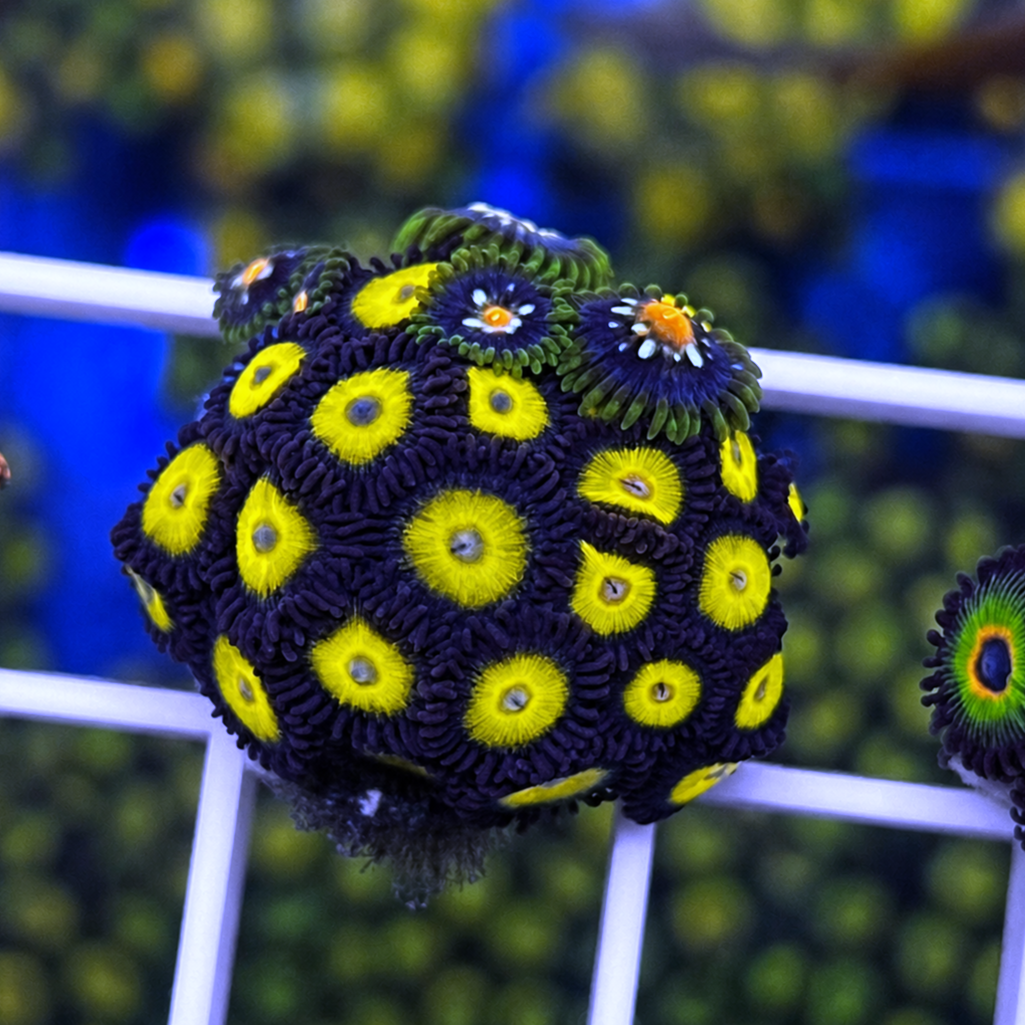LCH Big Bird Zoas - WYSIWYG coral at Lazy's Coral House.