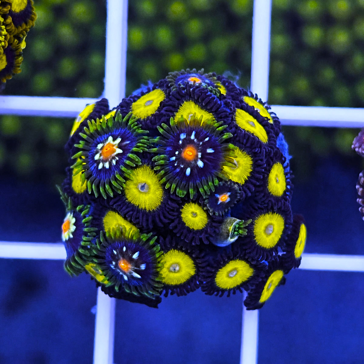LCH Big Bird Zoas - WYSIWYG coral at Lazy's Coral House.
