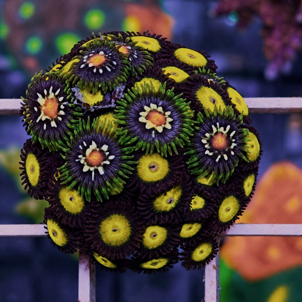 LCH Big Bird Zoas - WYSIWYG - Mix with Daisy Cutters coral at Lazy's Coral House.