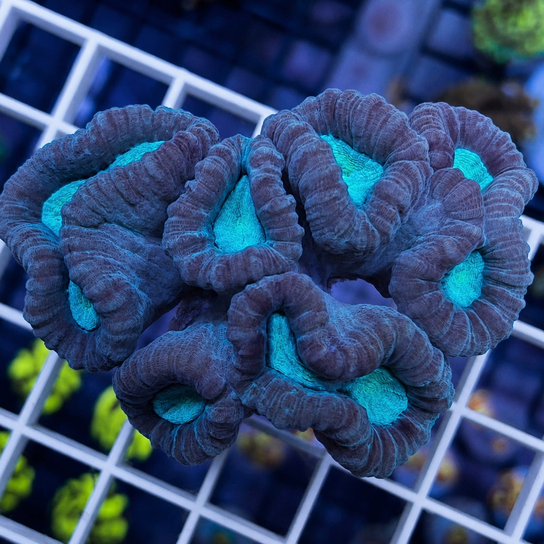 LCH Blue Giant Trumpet Coral - WYSIWYG - Full Colony! coral at Lazy's Coral House.