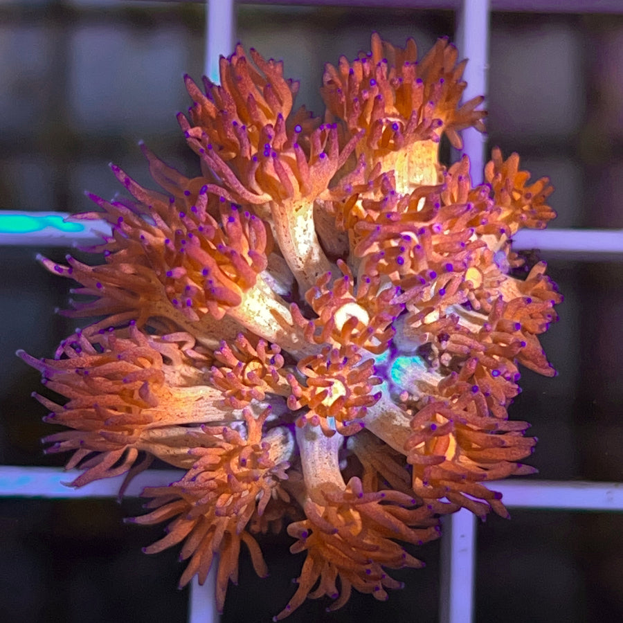LCH Bronze Bomb Goniopora coral at Lazy's Coral House
