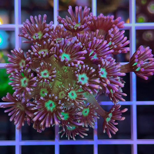 LCH Bubblemint Goniopora coral at Lazy's Coral House