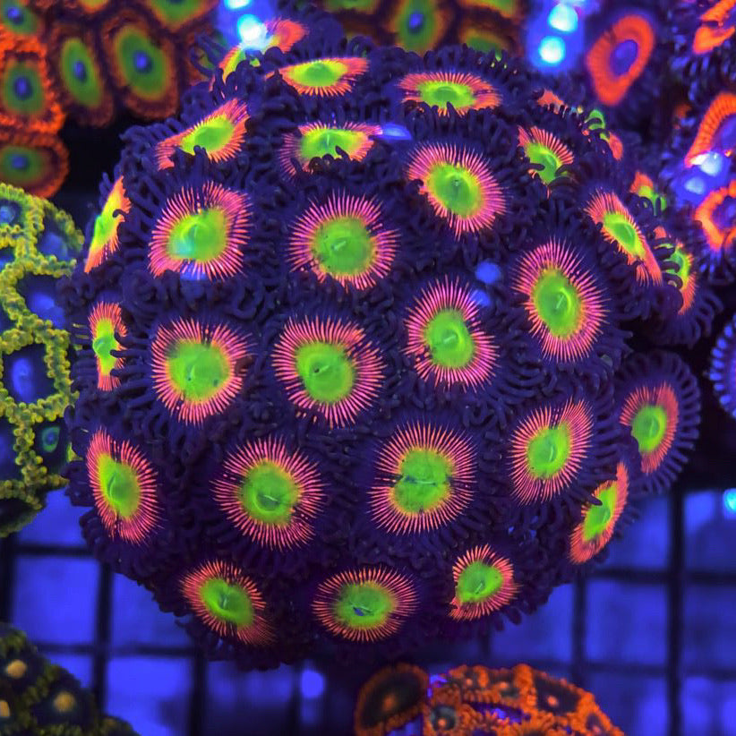 LCH Cat Eye Extremes Zoas coral at Lazy's Coral House