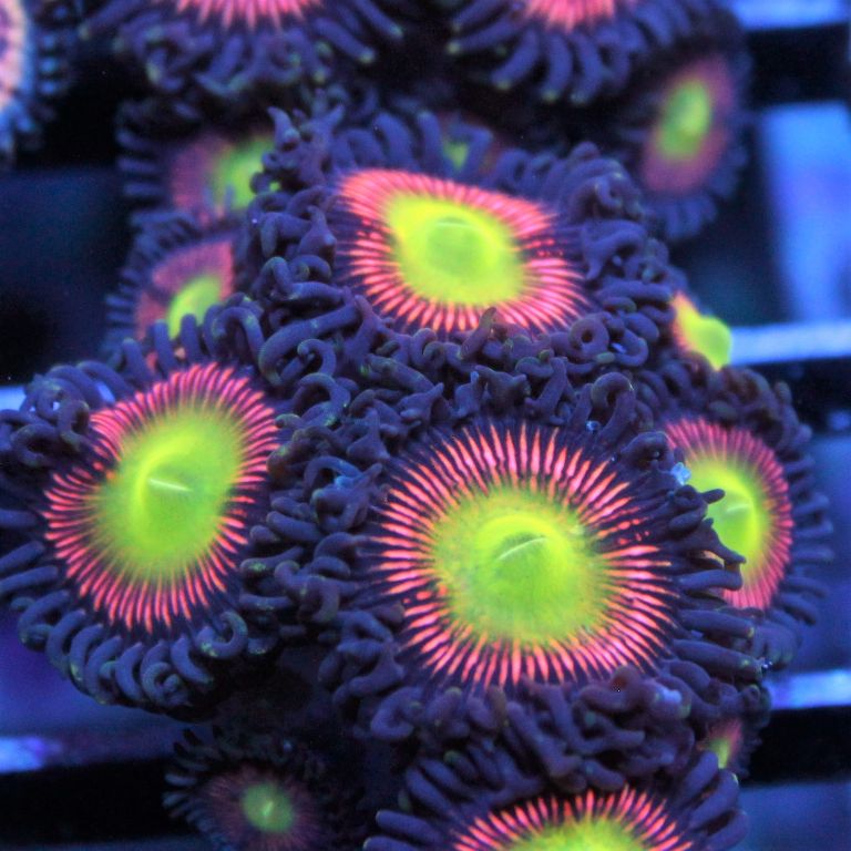 LCH Cat Eye Extremes Zoas coral at Lazy's Coral House