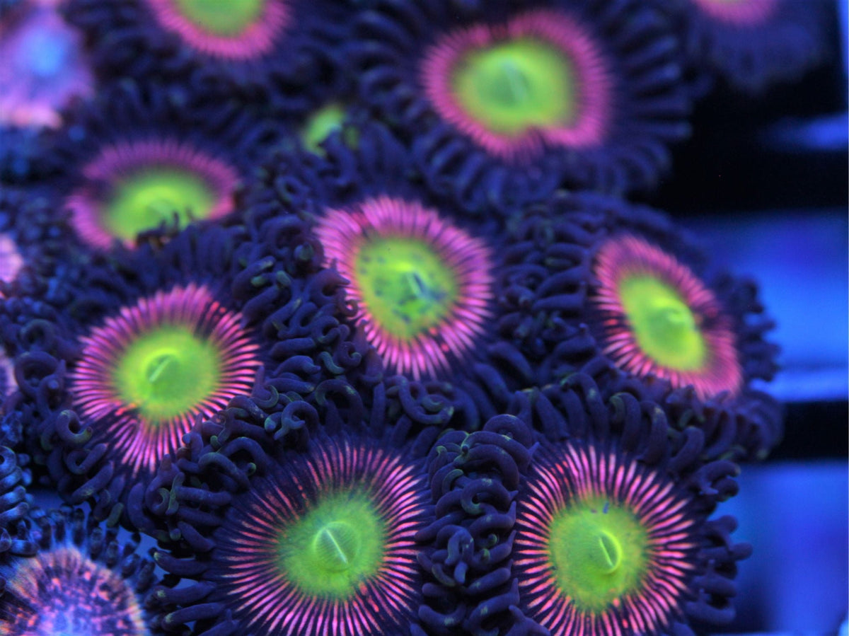 LCH Cat Eye Extremes Zoas coral at Lazy's Coral House