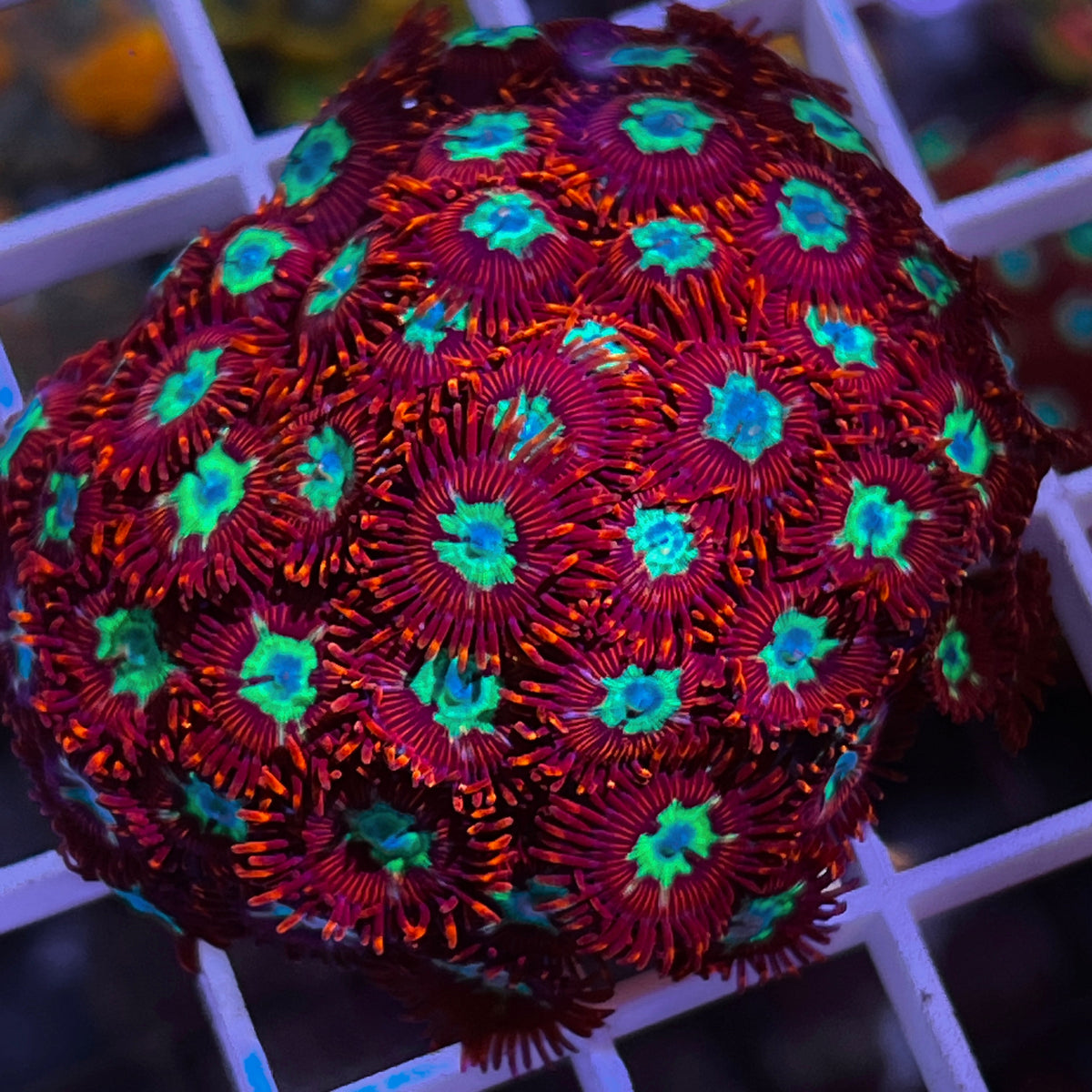 LCH Chrysanthemums Zoas coral at Lazy's Coral House