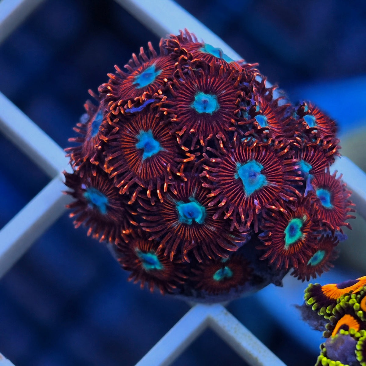 LCH Chrysanthemums Zoas - WYSIWYG coral at Lazy's Coral House