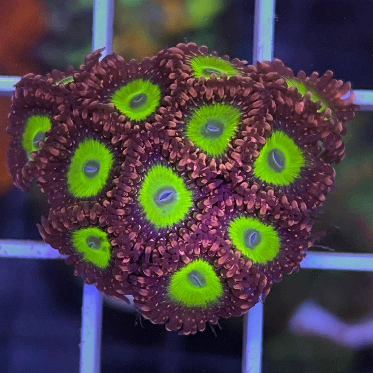 LCH Chucky's X Zoas coral at Lazy's Coral House