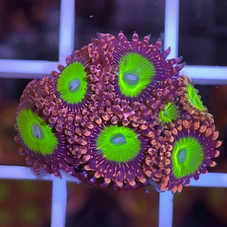 LCH Chucky's X Zoas coral at Lazy's Coral House